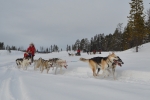 Lapplands Drag: Unsere Gruppe in voller Fahrt