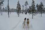 Lapplands Drag: Aus der Sicht des Mushers