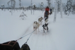 Lapplands Drag: Kurze Zwangspause