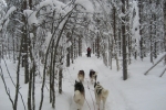 Lapplands Drag: Im Zauberwald