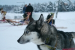 Lapplands Drag: Hugo am Ziel