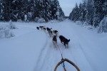Lapplands Drag: Beeindruckender Blick auf Monis langes Gespann