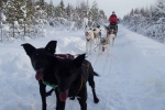 Lapplands Drag: Lass das Knipsen, wir wollen weiter...