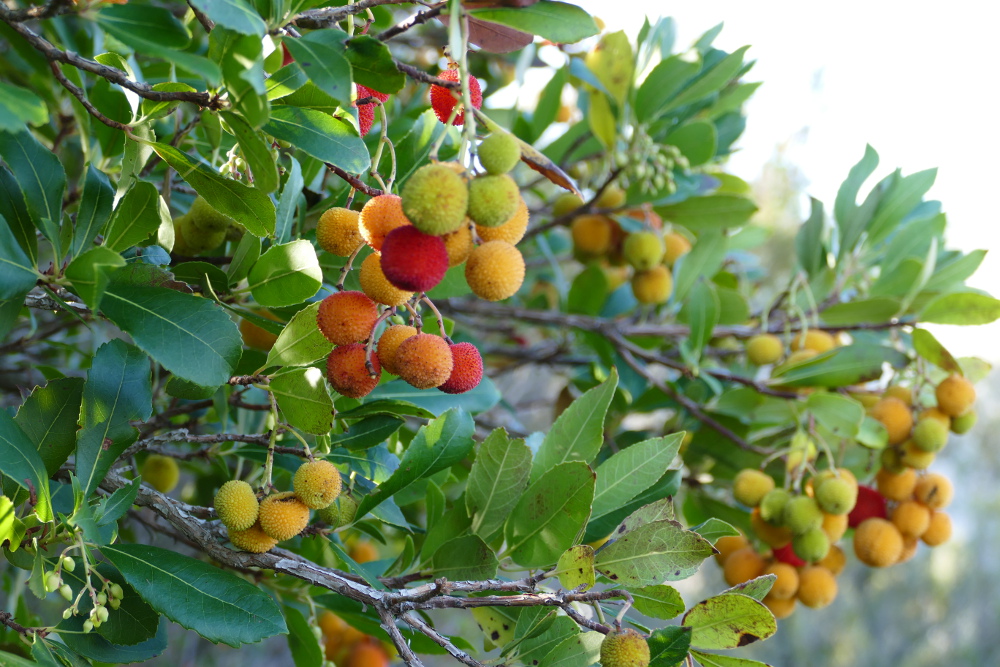 Liparische Inseln – Lipari – Ostküstenwanderung