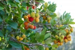 Liparische Inseln – Lipari – Ostküstenwanderung