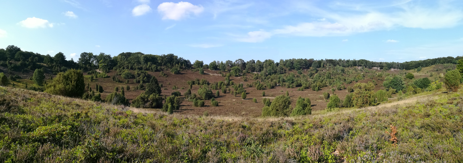 Lüneburger Heide - Im Totengrund