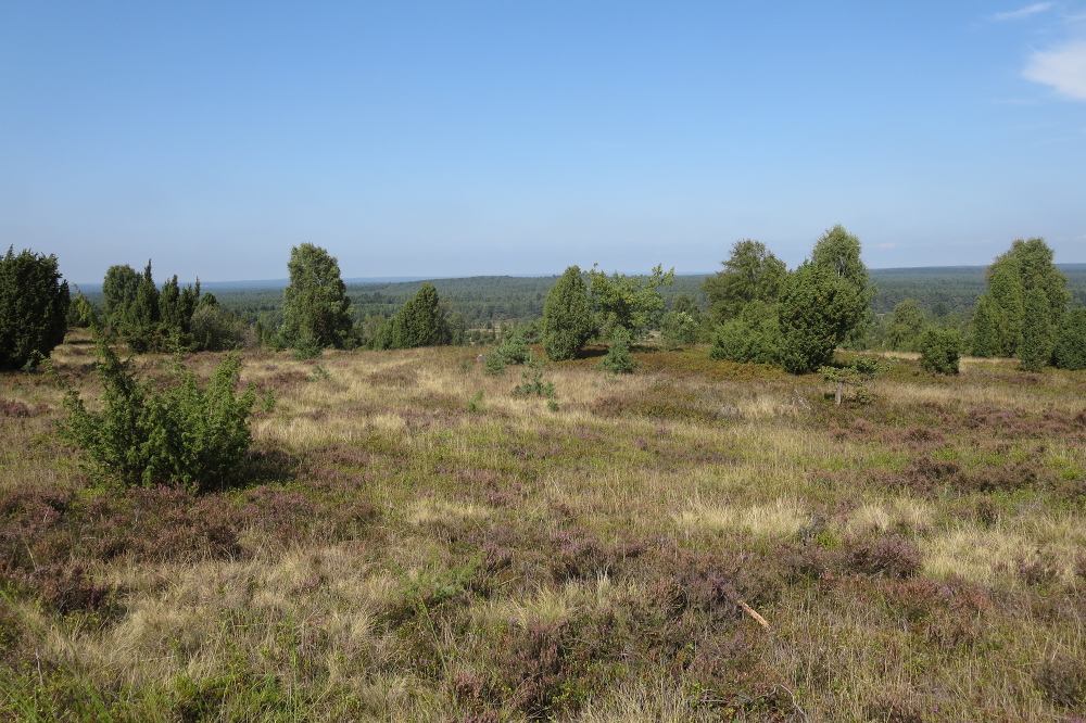 Lüneburger Heide - Blick vom Wilseder Berg
