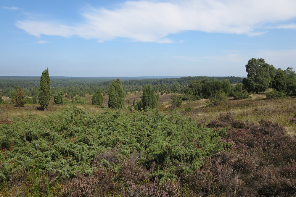 Lüneburger Heide - Blick vom Wilseder Berg