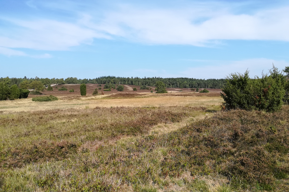 Lüneburger Heide - Steingrund