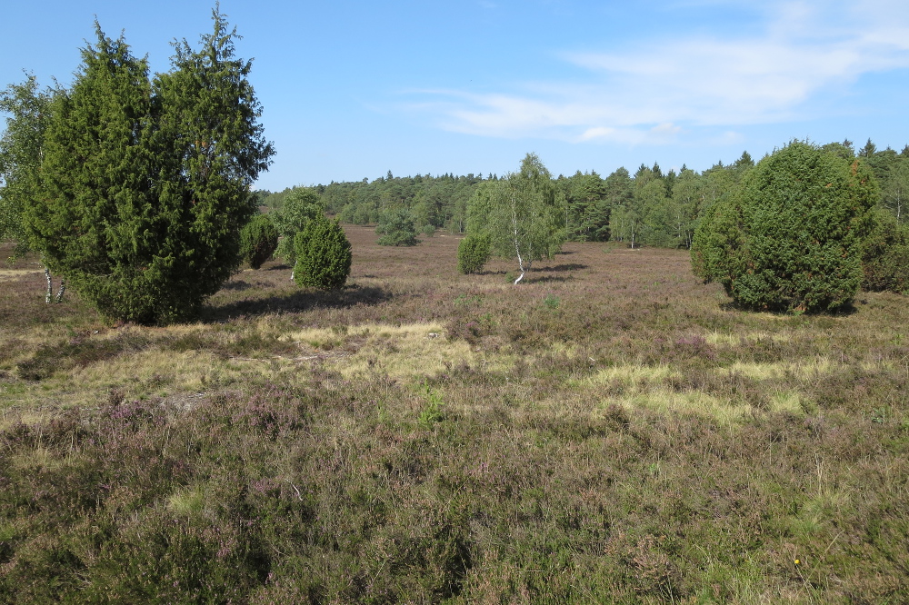 Lüneburger Heide - Steingrund