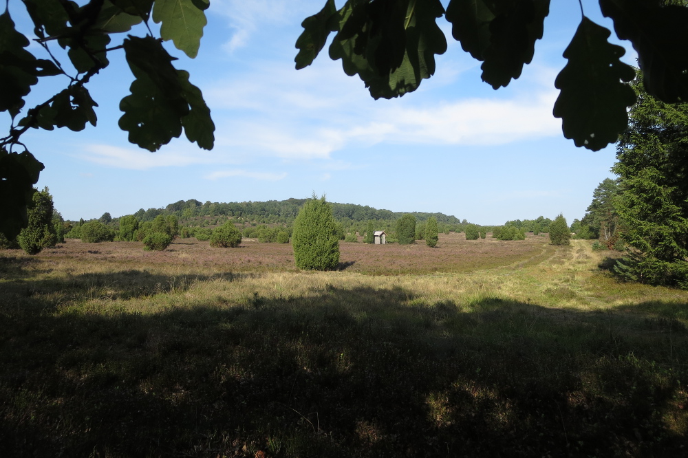 Lüneburger Heide - Steingrund