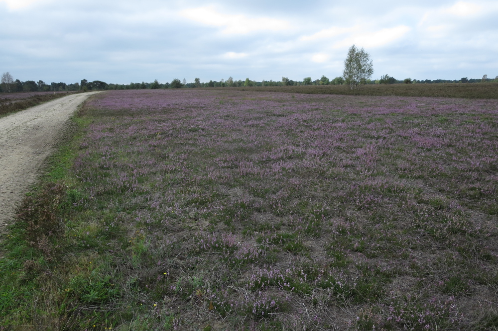 Lüneburger Heide - Osterheide