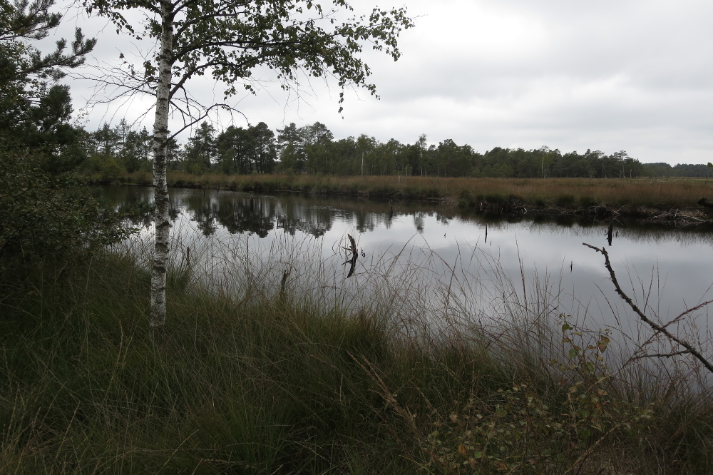 Lüneburger Heide - Pietzmoor