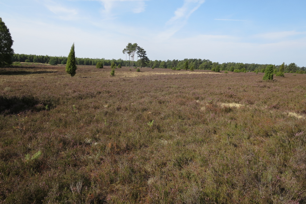 Lüneburger Heide - Misselhorner Heide