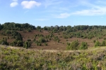 Lüneburger Heide - Im Totengrund