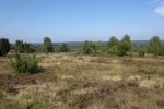 Lüneburger Heide - Blick vom Wilseder Berg