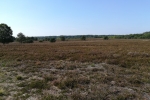 Lüneburger Heide