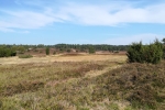 Lüneburger Heide - Steingrund