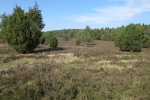Lüneburger Heide - Steingrund