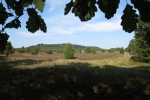 Lüneburger Heide - Steingrund