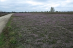 Lüneburger Heide - Osterheide