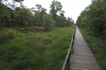 Lüneburger Heide - Pietzmoor