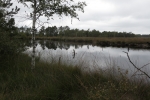 Lüneburger Heide - Pietzmoor
