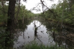 Lüneburger Heide - Pietzmoor