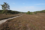 Lüneburger Heide - Misselhorner Heide