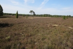 Lüneburger Heide - Misselhorner Heide