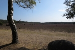 Lüneburger Heide - Misselhorner Heide