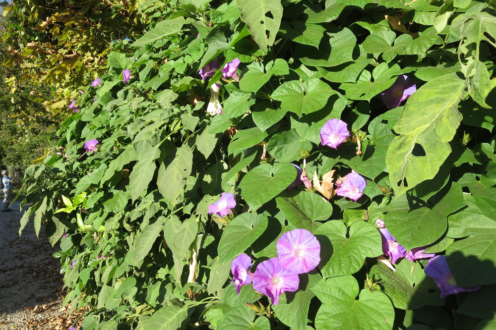 Lykien - Blüten im Herbst