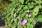 Lykien - Blüten im Herbst