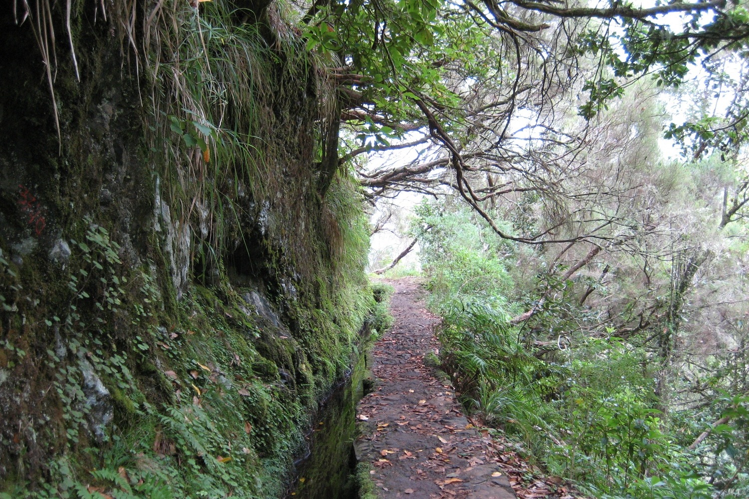 Madeira - Levada do Caldeirao Verde