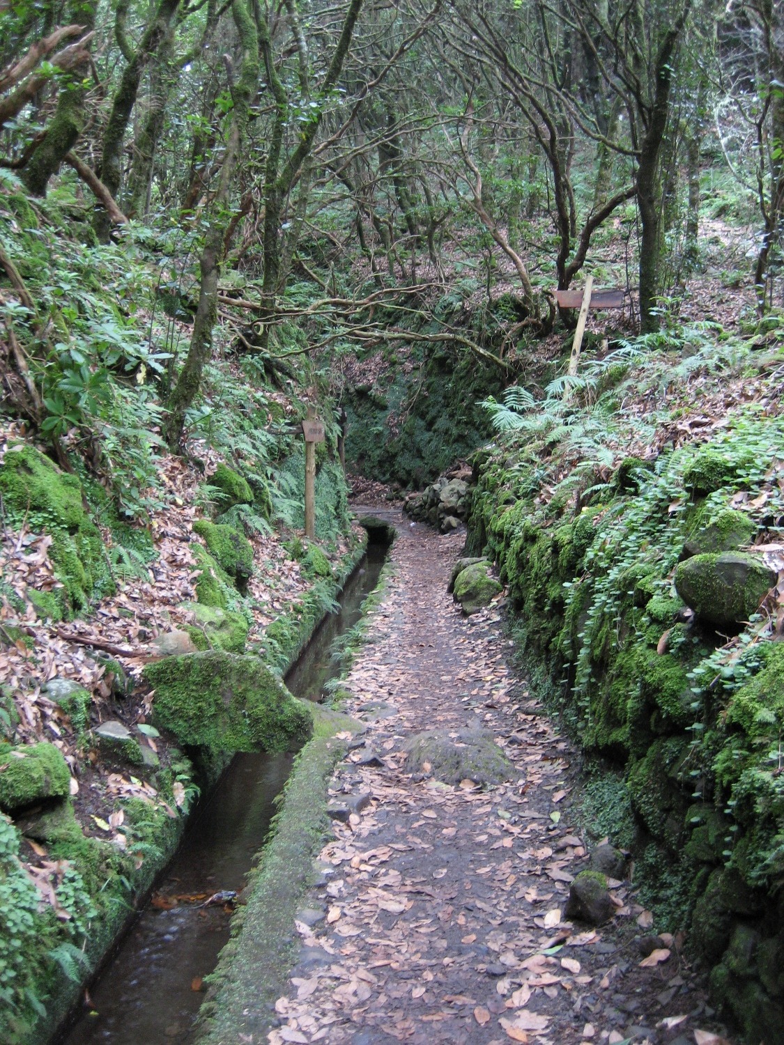 Madeira - Levada do Caldeirao Verde