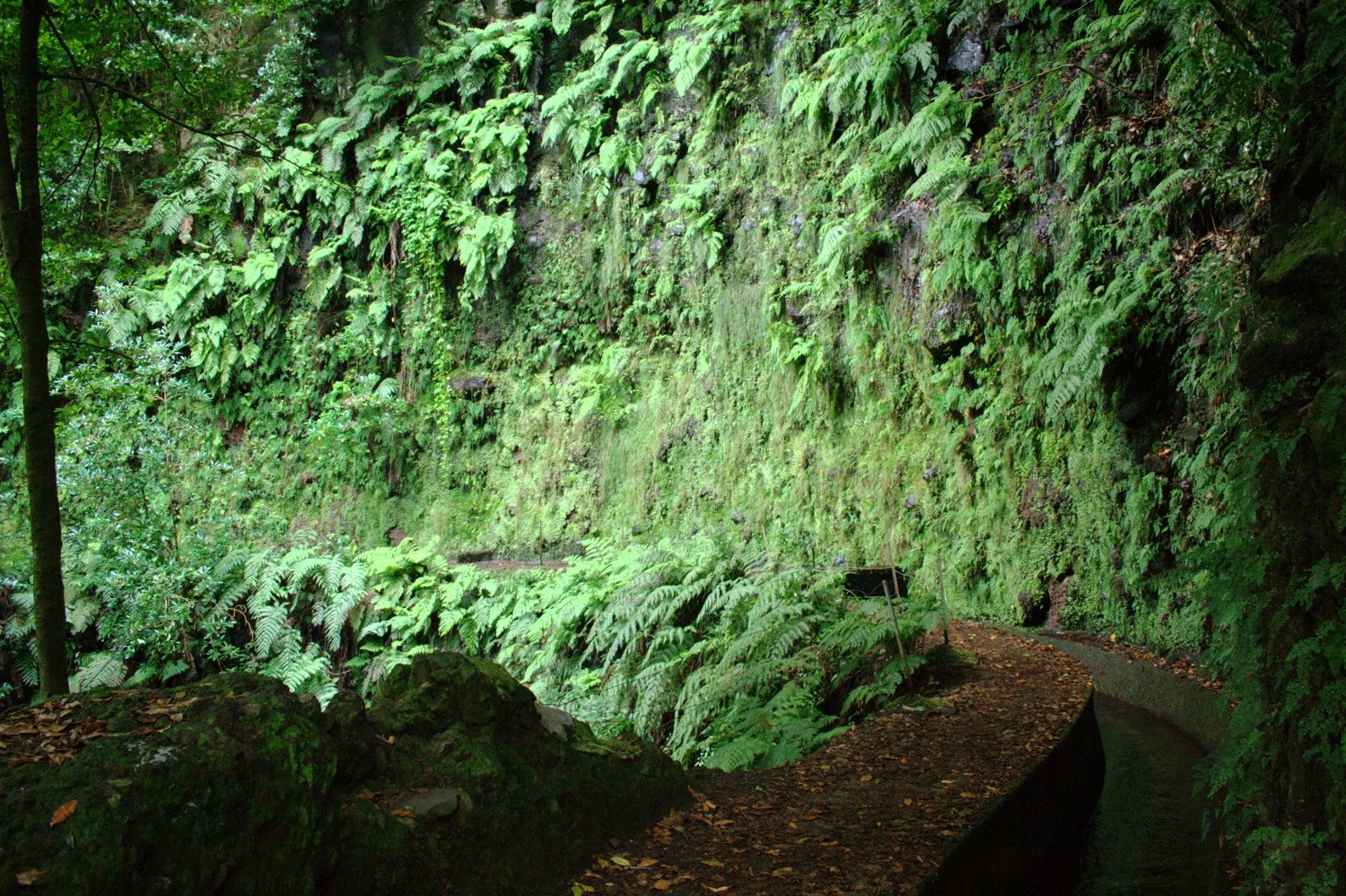 Madeira - Grüne Steilwand an Levada da Janela