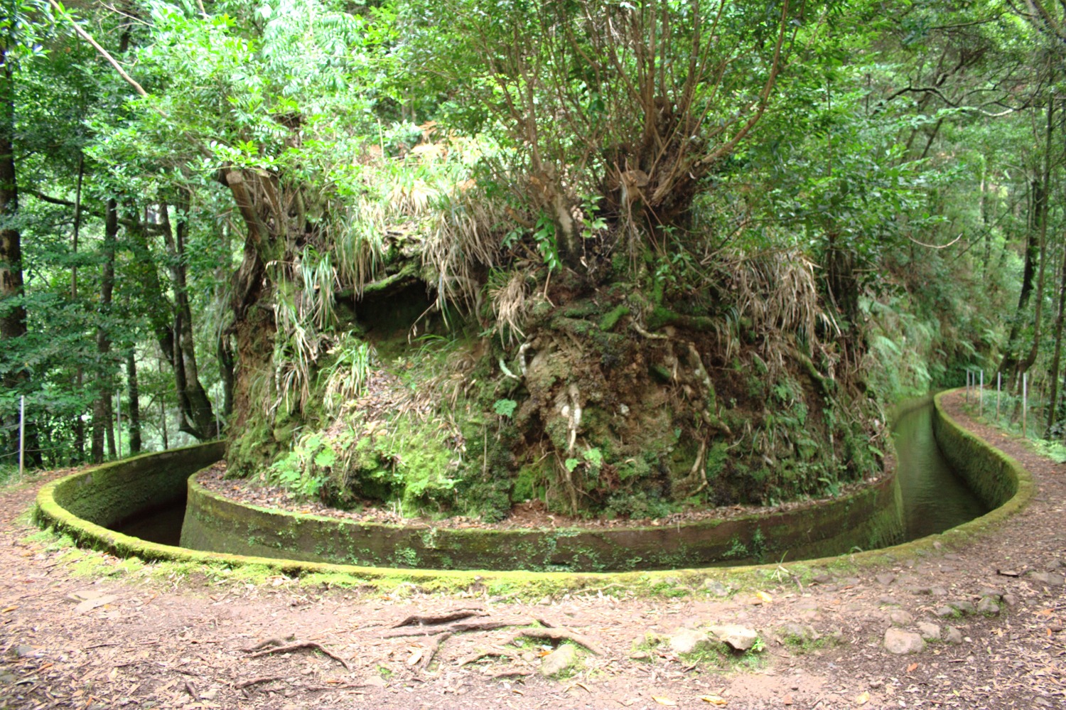 Madeira - Levada-Schleife