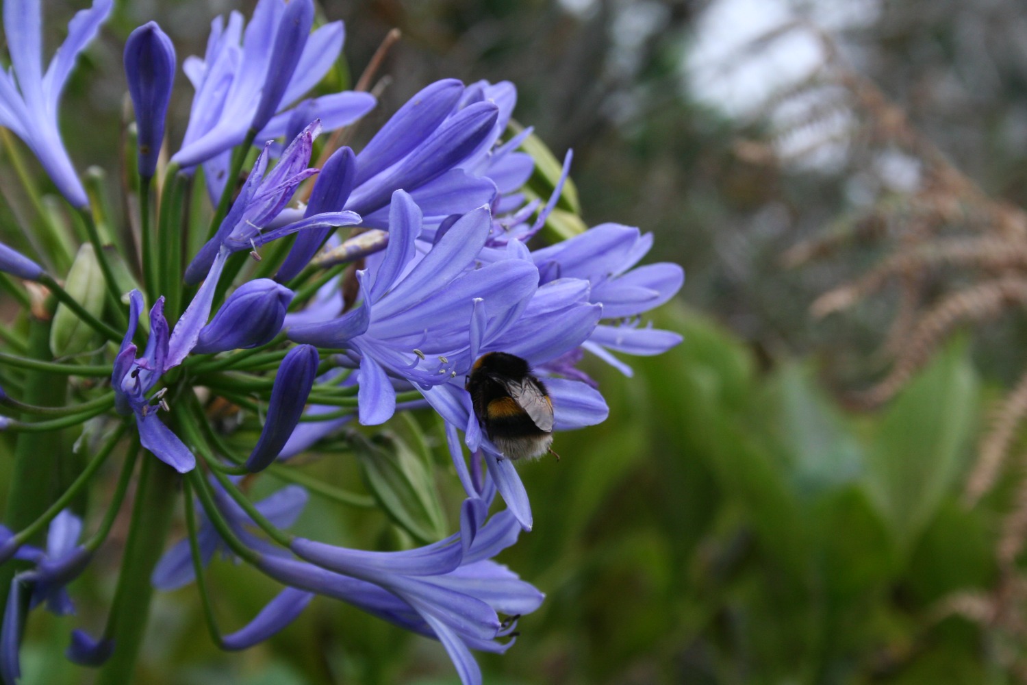 Madeira - "Hummel, Hummel" - "Mors, Mors"