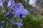 Madeira - "Hummel, Hummel" - "Mors, Mors"