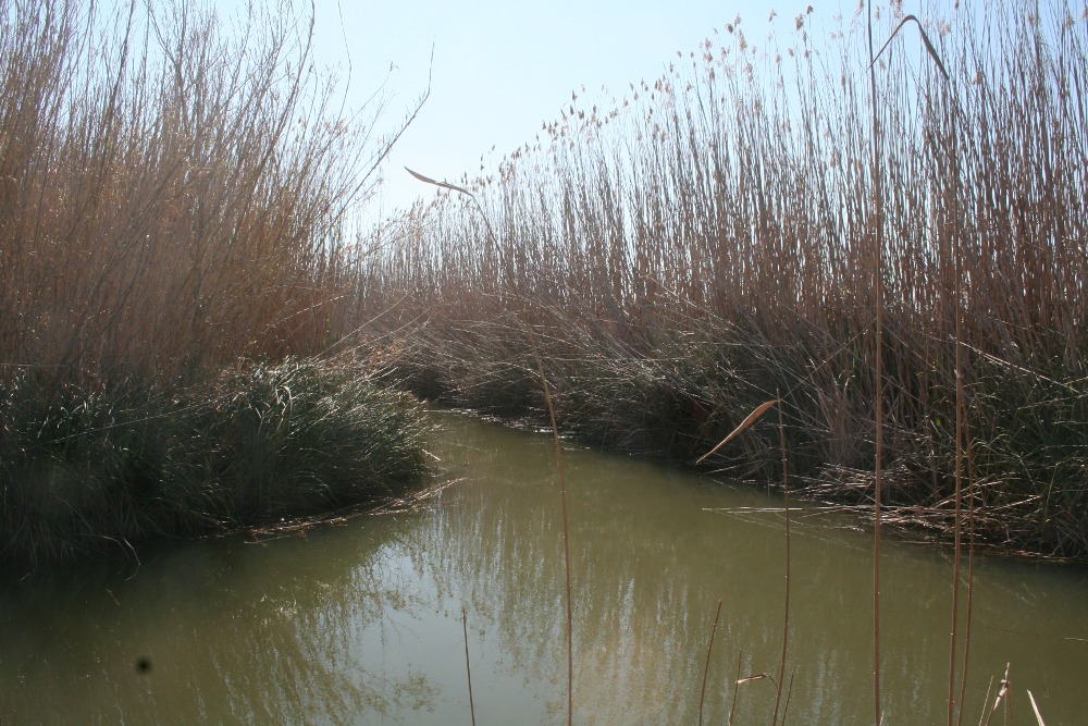 Mallorca - Naturpark s’Albufera