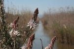 Mallorca - Naturpark s’Albufera
