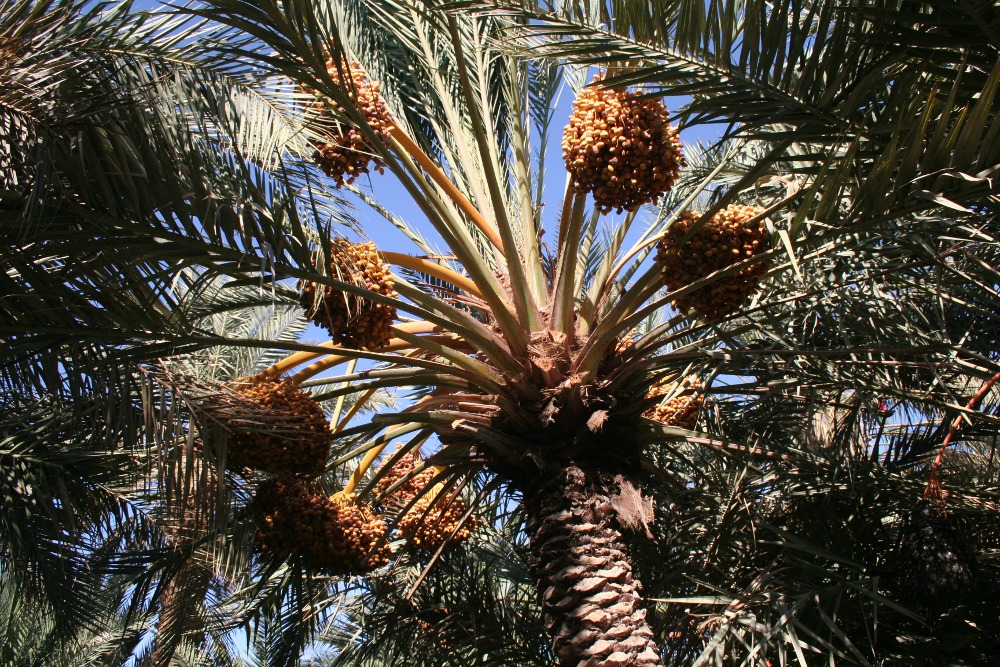 Marokko: Dattelpalme