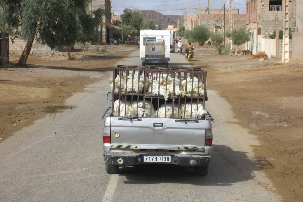 Marokko: Geflügeltransport