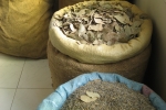 Marokko: In der Berber-Apotheke