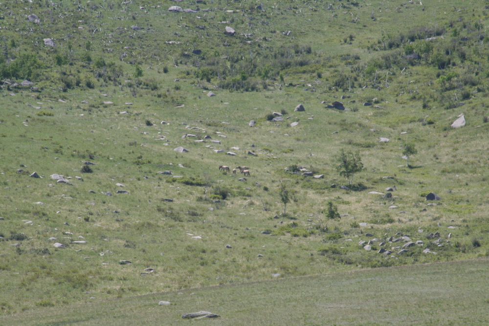 Mongolei: Mongolische Wildpferde in der Ferne