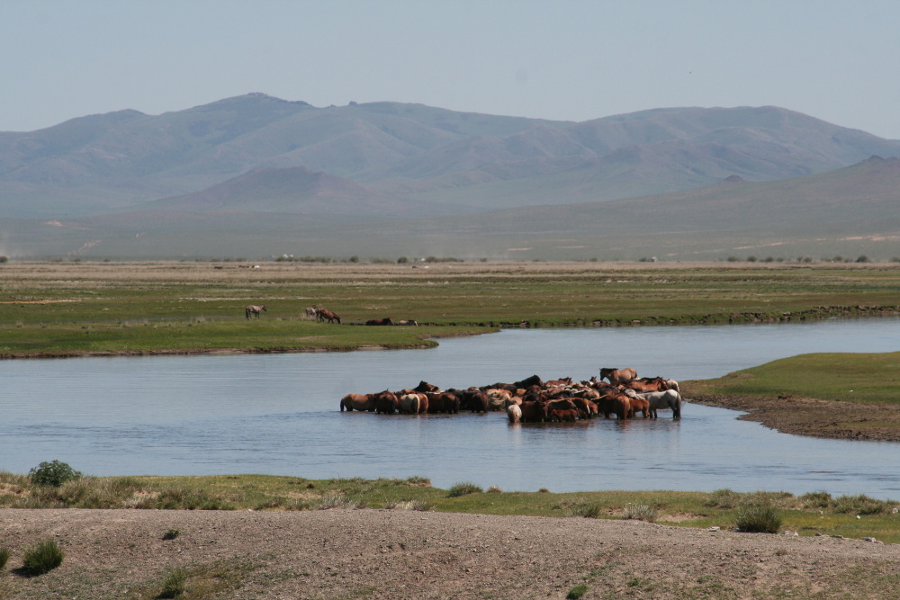 Mongolei: Pferde im Tuul