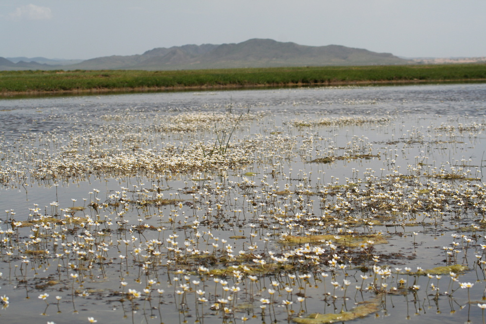 Mongolei: Blütenpracht im Wasser