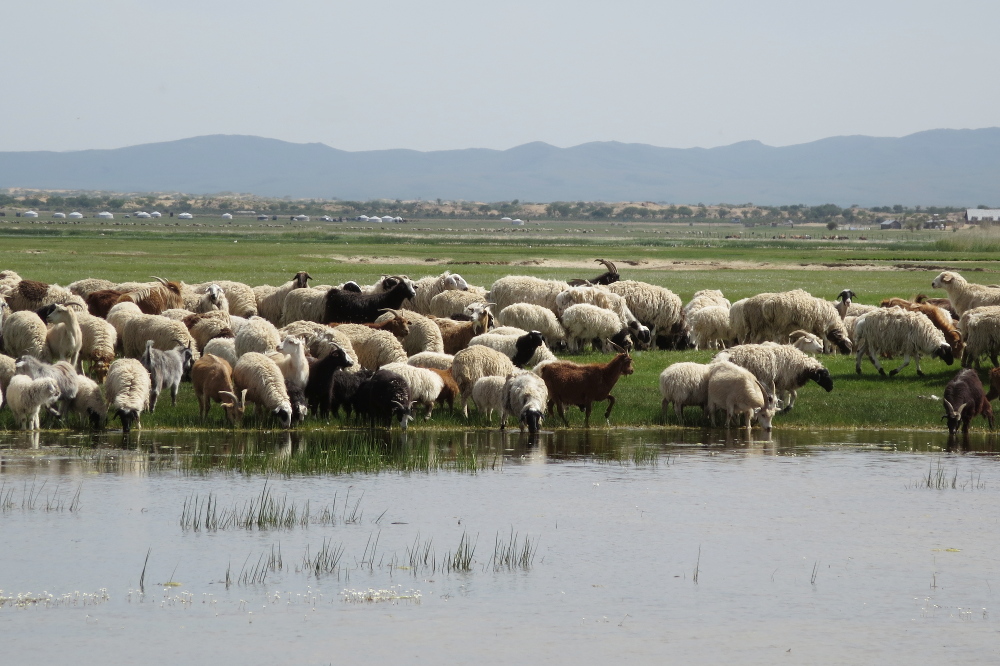 Mongolei: Viehtränke