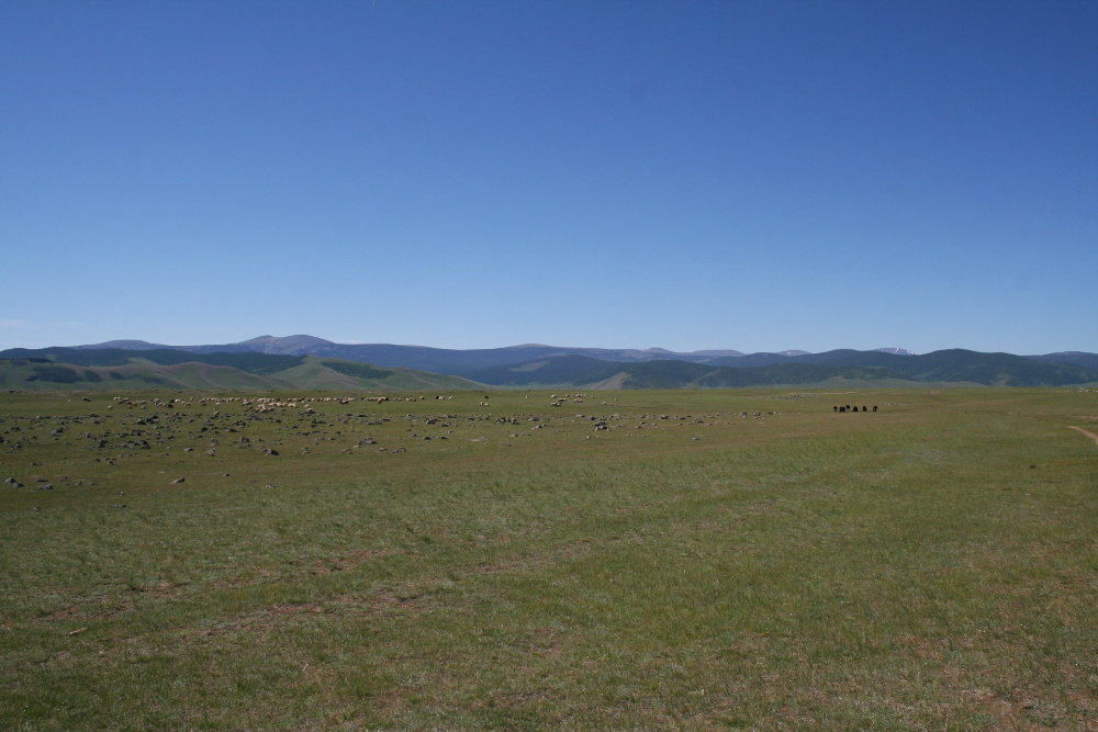 Mongolei: Viehherden im Orkhon-Tal
