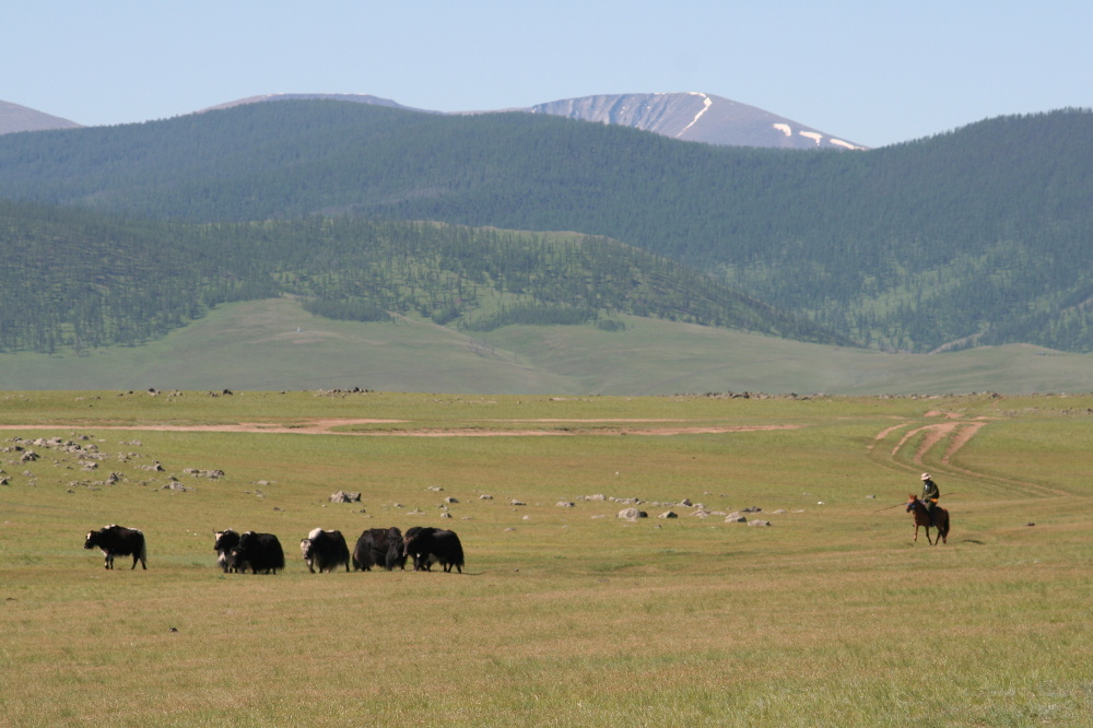 Mongolei: Yaks vor Dreitausendern